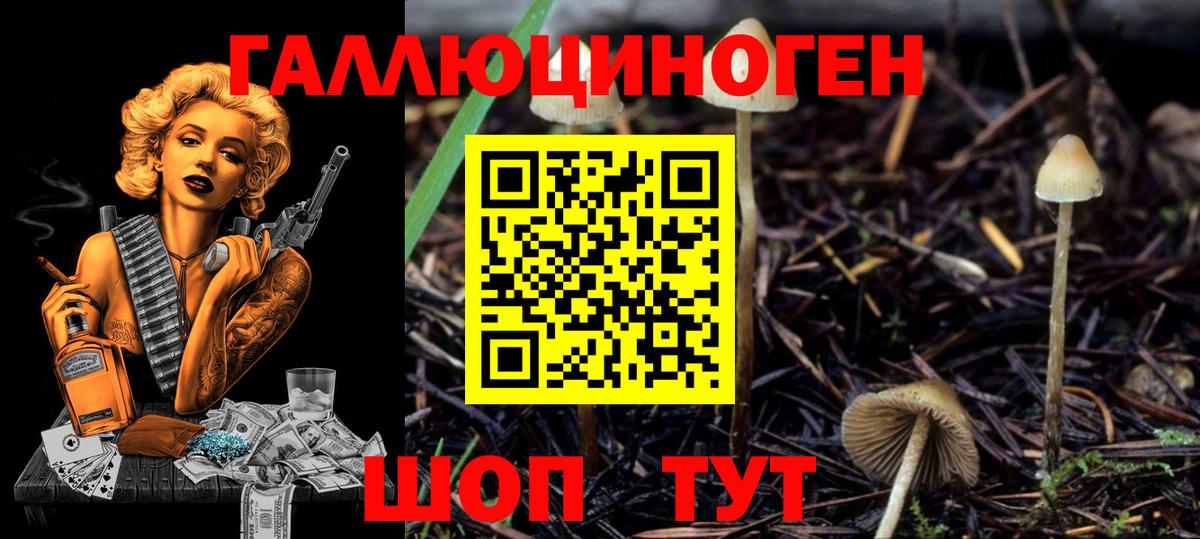 Псилоцибиновые грибы Psilocybe Балаково